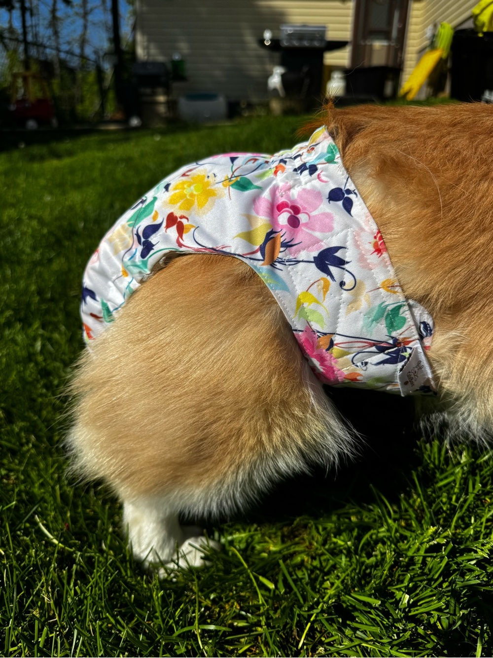 CuteBone reusable dog diaper colorful floral pattern (no tail)